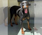Small #1 Doberman Pinscher