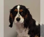 Small Photo #2 Cavalier King Charles Spaniel Puppy For Sale in St. Louis Park, MN, USA