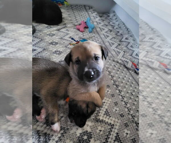 Medium Photo #15 Mutt Puppy For Sale in Imlay City, MI, USA