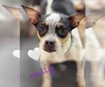 Small Rat Terrier Mix