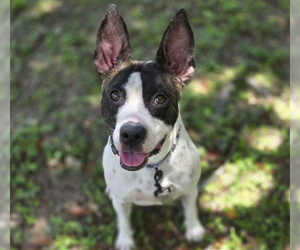 Medium Photo #1 American Staffordshire Terrier-Unknown Mix Puppy For Sale in Ocala, FL, USA