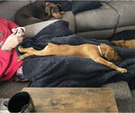 Small #4 Dachshund-Doberman Pinscher Mix