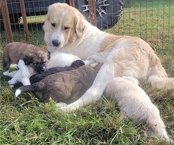 Medium Photo #1 Great Bernese-Poodle (Standard) Mix Puppy For Sale in JONESVILLE, VA, USA
