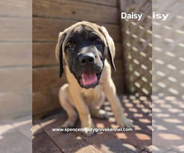 Medium Photo #4 Mastiff Puppy For Sale in CABOOL, MO, USA