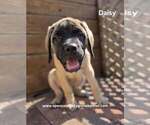 Litter of 9 - Female MastiffLitter of Puppies for Sale - Photo #4