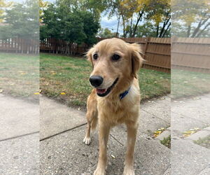 Golden Retriever Dogs for adoption in Brooklyn Center, MN, USA