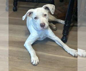 HoneyBelle - Female Pointer-Unknown Mix Dog for Adoption