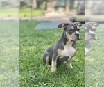 Small Photo #2 American Bully Puppy For Sale in OVERLAND, KS, USA