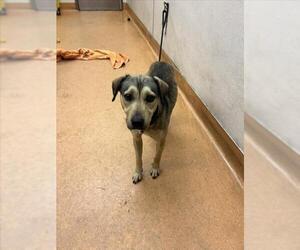 Labrador Retriever-Unknown Mix Dogs for adoption in Martinez, CA, USA