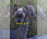 Puppy 2 French Bulldog