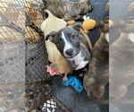 Small #9 Labrador Retriever-Plott Hound Mix