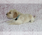 Small Photo #9 Goldendoodle Puppy For Sale in HOMELAND, CA, USA
