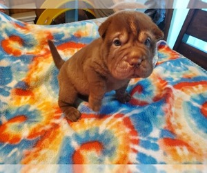 Cocker-Pei Puppy for sale in WINCHESTER, IL, USA