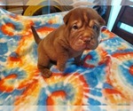 Image preview for Ad Listing. Nickname: Brownie