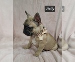 Small Photo #7 French Bulldog Puppy For Sale in MINERAL WELLS, WV, USA