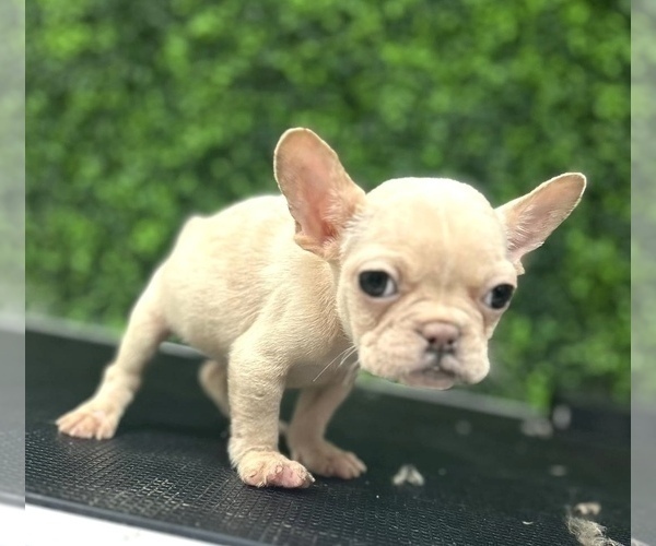 Medium Photo #3 French Bulldog Puppy For Sale in ATLANTA, GA, USA