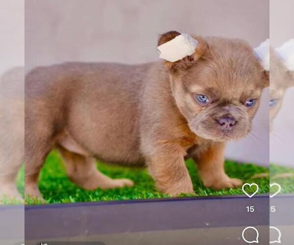 Medium Photo #6 French Bulldog Puppy For Sale in ANCHORAGE, AK, USA