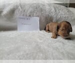 Small Photo #11 Dachshund Puppy For Sale in PINSON, AL, USA