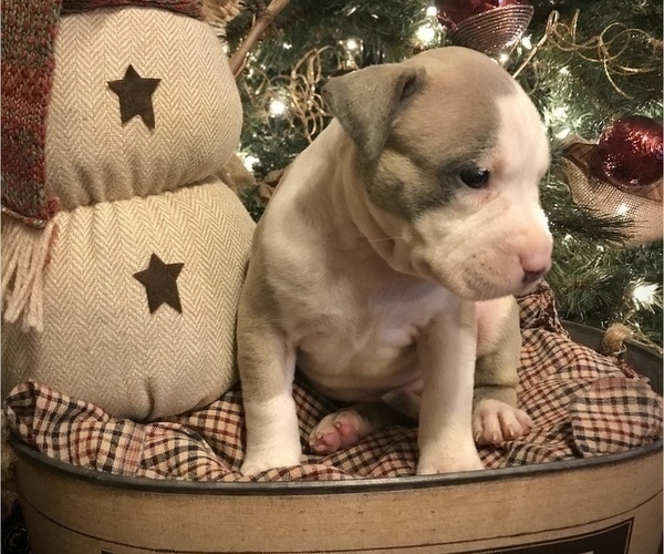 Medium Photo #10 American Bully Puppy For Sale in SALEM, IL, USA