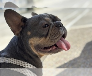 Mother of the American Bullnese-French Bulldog Mix puppies born on 04/23/2025