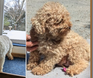 Father of the Bichpoo puppies born on 12/29/2024