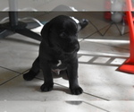 Small Photo #12 Labrador Retriever Puppy For Sale in SAN DIEGO, CA, USA