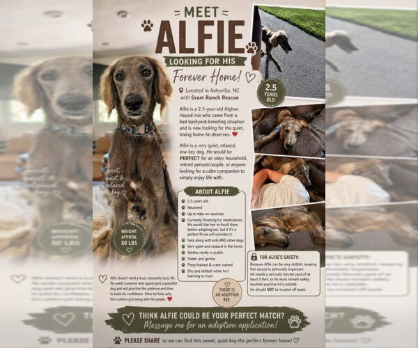 Medium Photo #2 Afghan Hound-Unknown Mix Puppy For Sale in Winston Salem, NC, USA