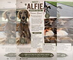Small #1 Afghan Hound Mix