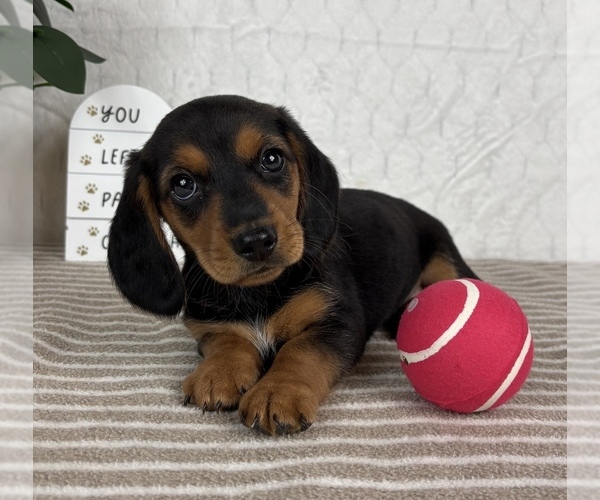 Medium Photo #6 Dachshund Puppy For Sale in GREENFIELD, IN, USA