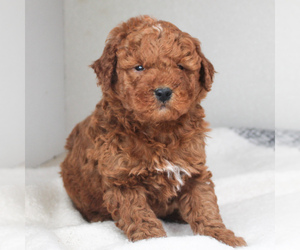 Goldendoodle-Poodle (Miniature) Mix Puppy for sale in CHRISTIANA, PA, USA