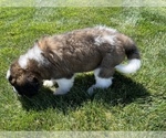 Small Photo #8 Bernese Mountain Dog-Saint Bernard Mix Puppy For Sale in NAMPA, ID, USA