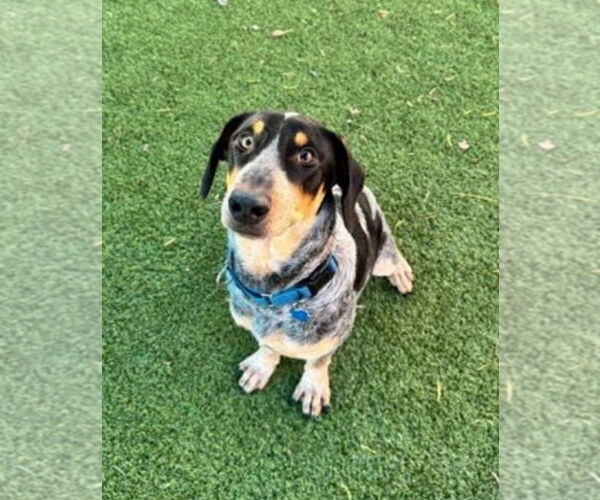 Medium Photo #1 Bluetick Coonhound-Unknown Mix Puppy For Sale in Woodbury, NY, USA