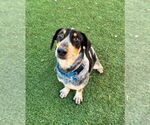 Small Bluetick Coonhound Mix