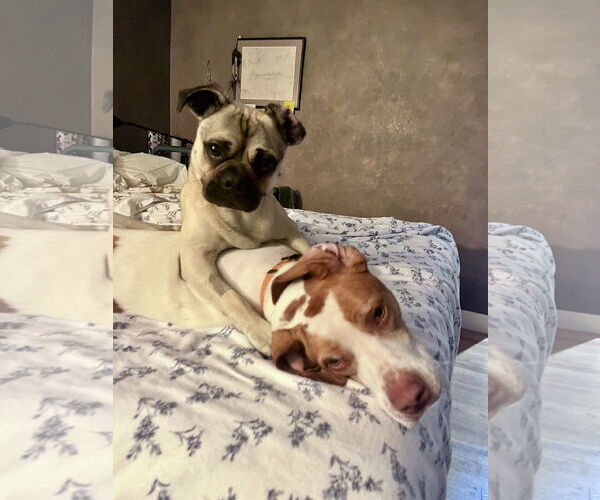 Medium Photo #2 Pug-Unknown Mix Puppy For Sale in San Jose, CA, USA