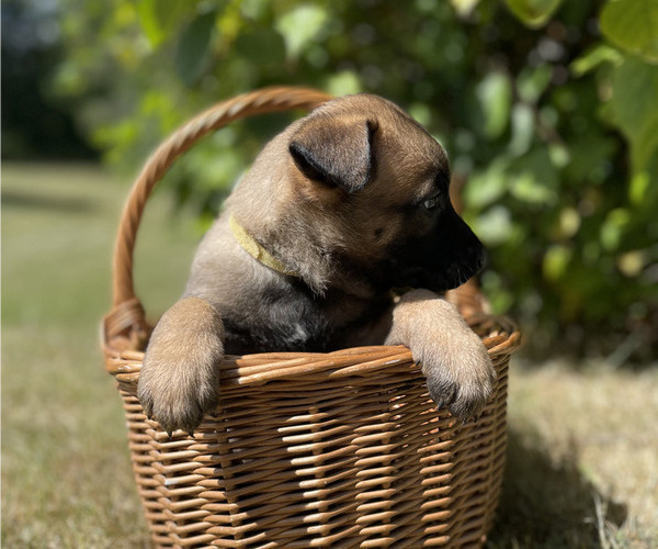 Medium Photo #5 Belgian Malinois Puppy For Sale in S CHARLESTON, WV, USA