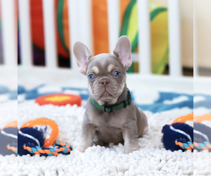 French Bulldog Puppy for sale in GREENPORT, NY, USA