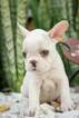 Small Photo #1 French Bulldog Puppy For Sale in CUTLER BAY, FL, USA