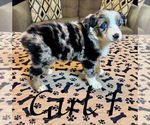 Small #6 Australian Shepherd