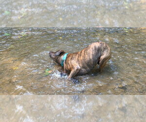 Arlo - Male Mutt Dog for Adoption - Photo #3