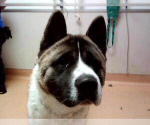 Akita Dogs for adoption in Martinez, CA, USA