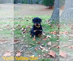 Small #2 Rottweiler