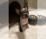Small Photo #3 French Bulldog Puppy For Sale in BAKERSFIELD, CA, USA