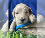 Small Photo #18 Goldendoodle Puppy For Sale in FLOWERY BRANCH, GA, USA