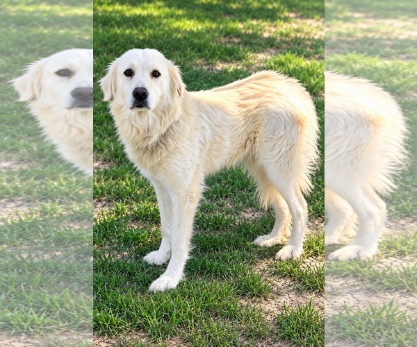Medium Photo #4 Labrenees Puppy For Sale in Thomasville, NC, USA