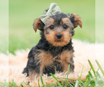 Puppy Buddie CKC Yorkshire Terrier