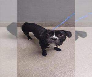 American Pit Bull Terrier-Unknown Mix Dogs for adoption in Las Vegas, NV, USA