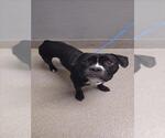 Small American Pit Bull Terrier Mix