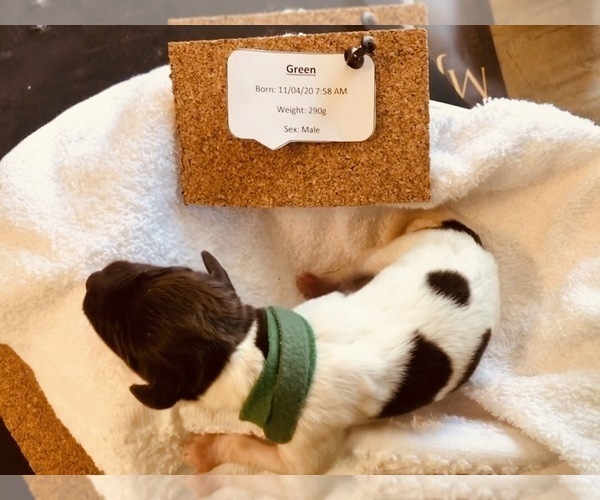 Medium Photo #7 German Shorthaired Pointer Puppy For Sale in CHEYENNE, WY, USA