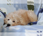 Small Photo #9 Goldendoodle (Miniature) Puppy For Sale in MILWAUKEE, WI, USA