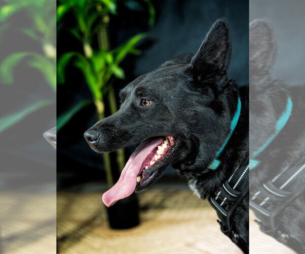 Medium Photo #9 Mutt Puppy For Sale in Cedar Crest, NM, USA